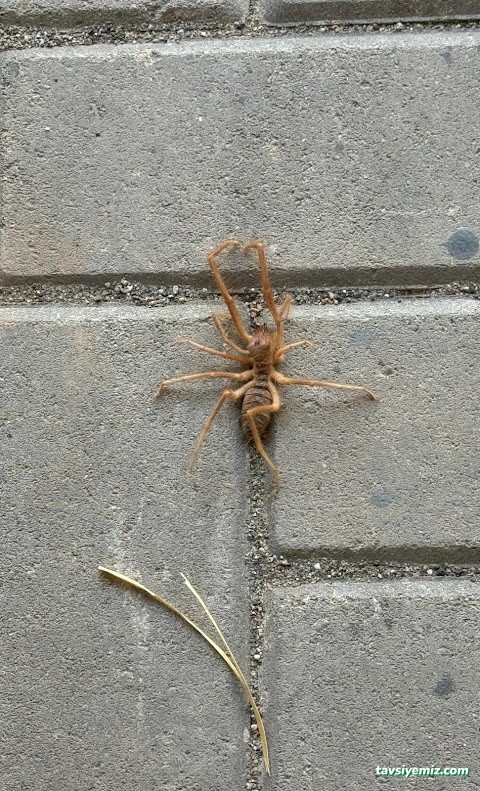 Ünal İlaç İlaçlama