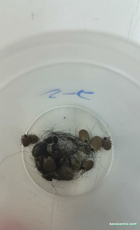 Üçgen Haşere Kontrol Servisi