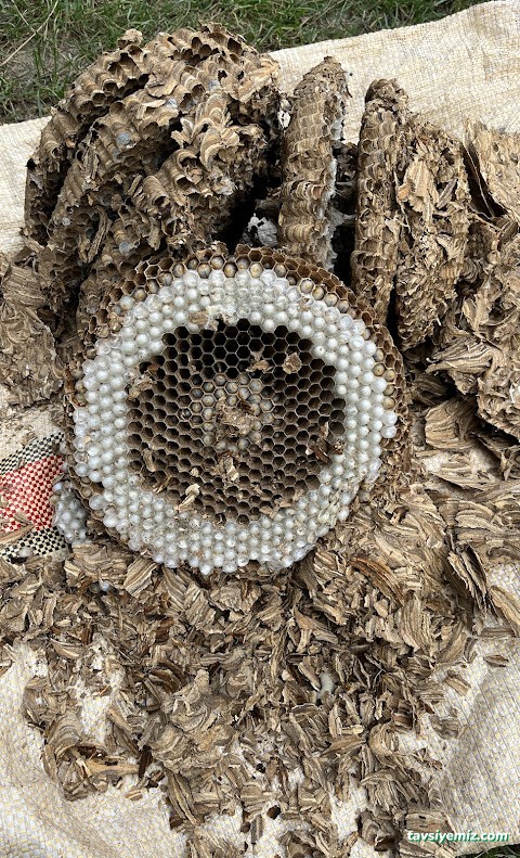 Bio Koruma İlaçlama Ve Dezenfekte