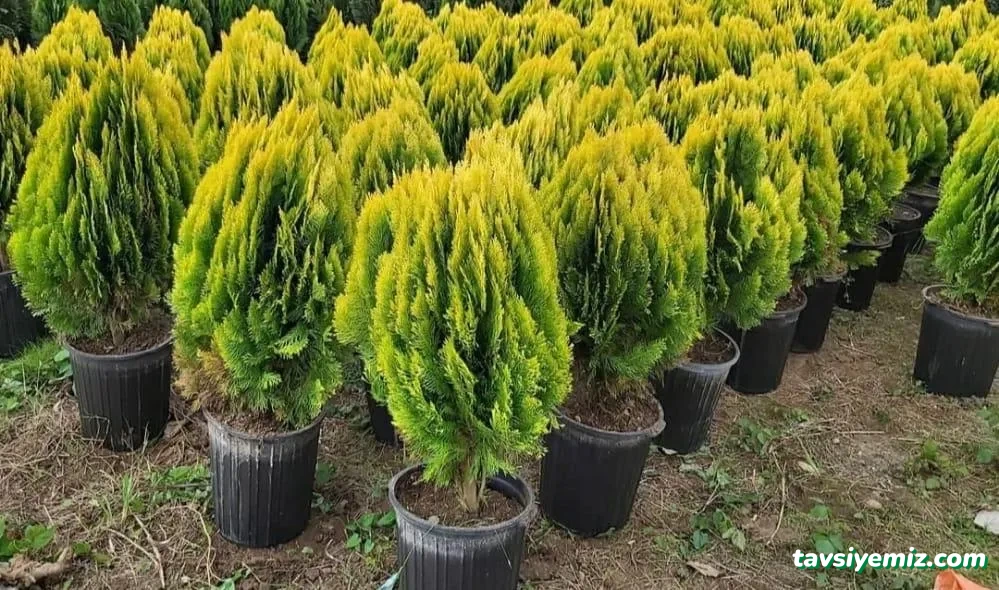 Acar Peyzaj Ve Fidancılık