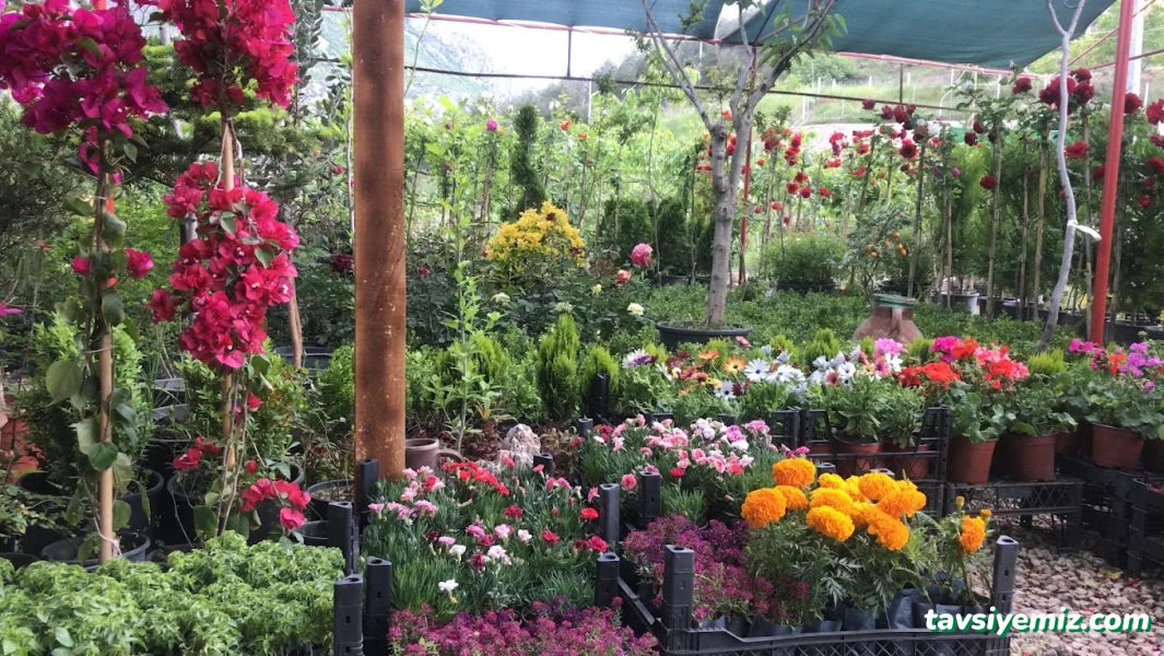 Acar Peyzaj Ve Fidancılık