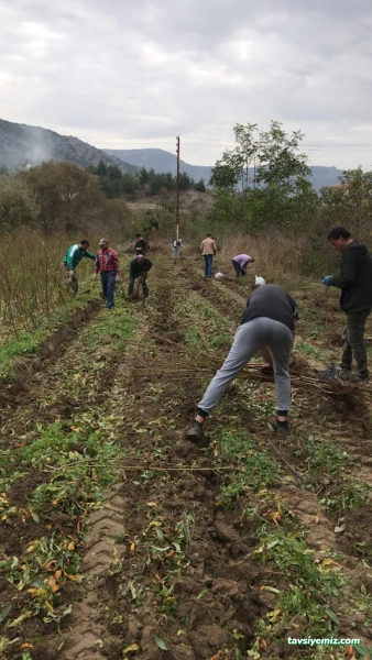 Acar Peyzaj Ve Fidancılık