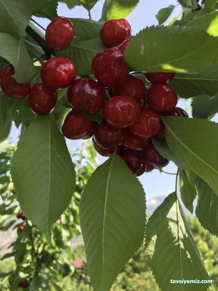Acar Peyzaj Ve Fidancılık