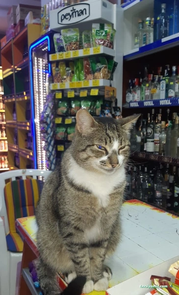 Acıbadem Kuruyemis & Tekel