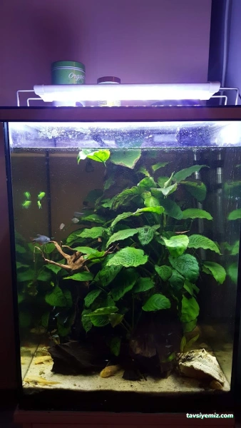 Ada Akvaryum Pet Shop Ve Oudoor