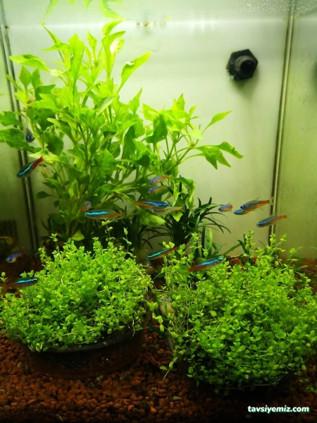 Ada Akvaryum Pet Shop Ve Oudoor