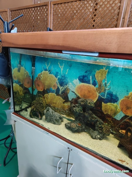 Ada Akvaryum Pet Shop Ve Oudoor