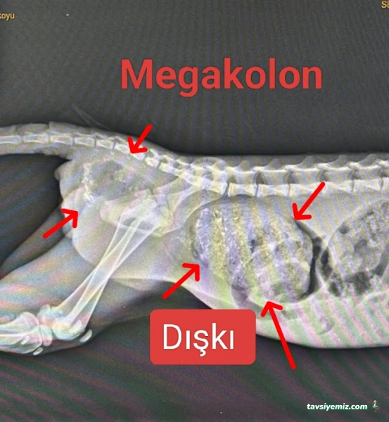 Adana Denizpet Veteriner Kliniği/Yeşilyurt/Baraj Yolu