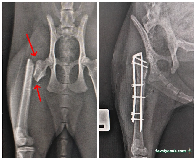 Adana Denizpet Veteriner Kliniği/Yeşilyurt/Baraj Yolu