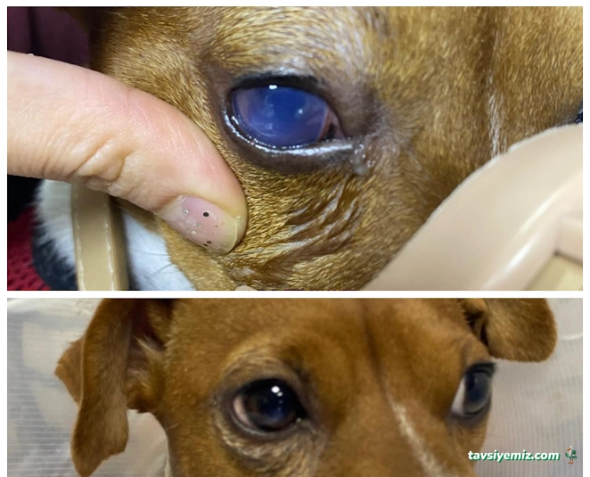 Adana Denizpet Veteriner Kliniği/Yeşilyurt/Baraj Yolu