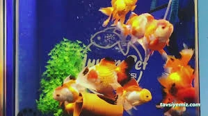 Adıyaman Yuvam Petshop