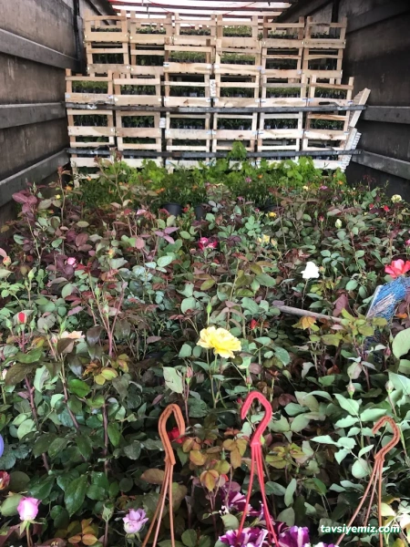 Afyon Peyzaj - Bayramoğlu Peyzaj