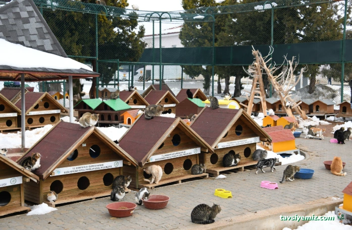 Afyonkarahisar Belediyesi Hayvan Barınağı