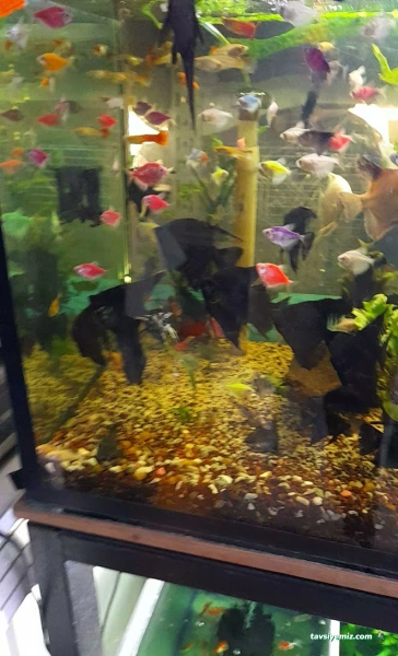 Ah-Zoo Petshop Akvaryum