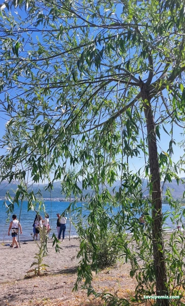 Aile Çay Bahçesi,Piknik Alanı Ve Kamp Alanı