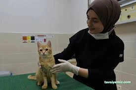 Akademi Hayvan Hastanesi | Atakum Samsun Veteriner