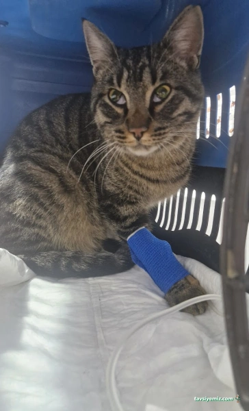 Akçay Veteriner Kliniği