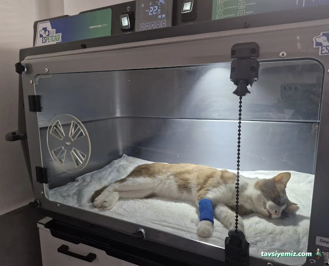 Akçay Veteriner Kliniği