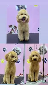 Aksaray Kedi& Köpek Kuaförü Songül