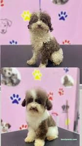 Aksaray Kedi& Köpek Kuaförü Songül