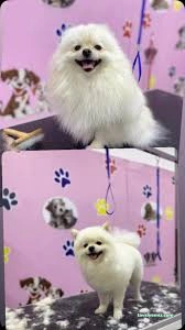 Aksaray Kedi& Köpek Kuaförü Songül