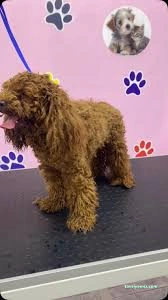 Aksaray Kedi& Köpek Kuaförü Songül