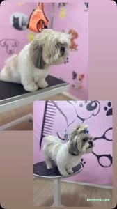 Aksaray Kedi& Köpek Kuaförü Songül