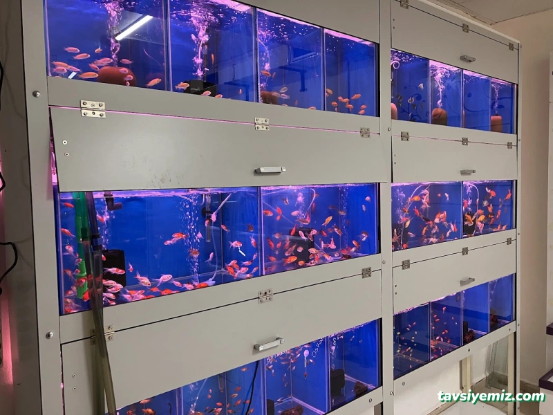 Aktaş Akvaryum
