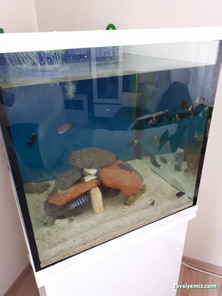 Aktaş Akvaryum