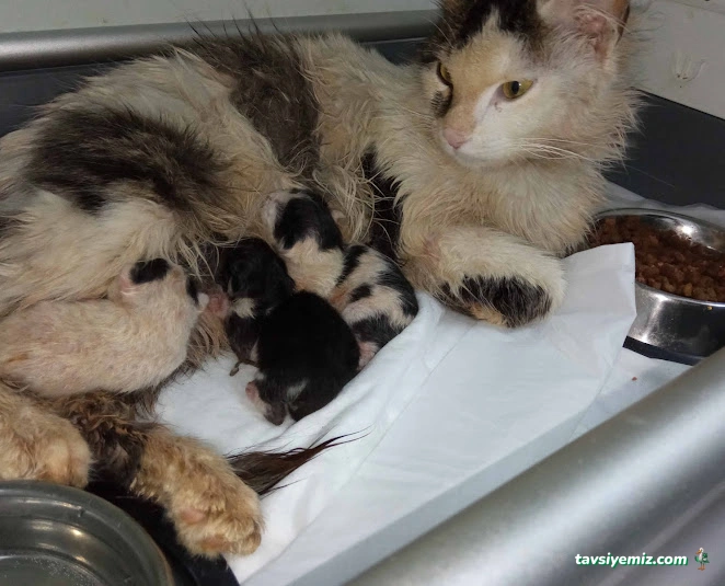 Alibeyköy Veteriner Kliniği