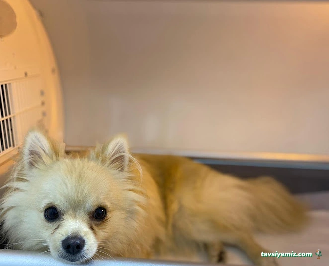 Alibeyköy Veteriner Kliniği