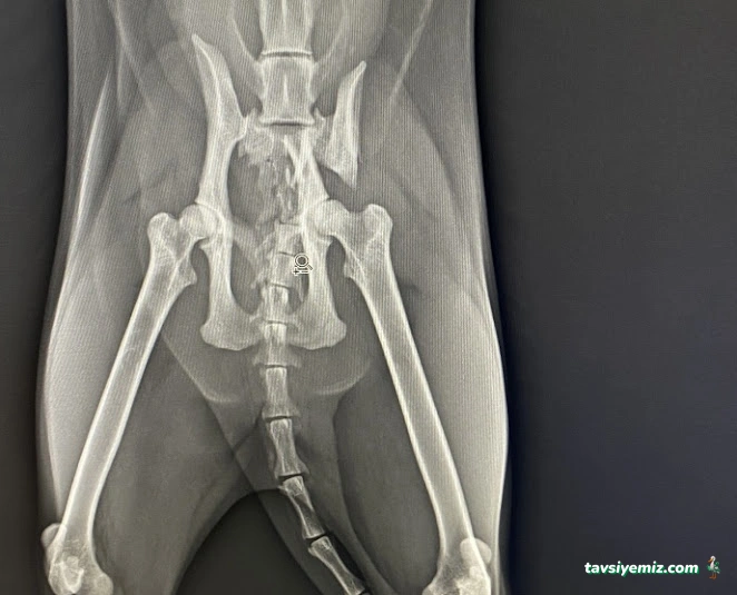 Alibeyköy Veteriner Kliniği