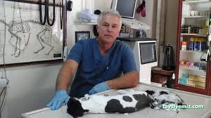 Alın Pet Veteriner Kliniği