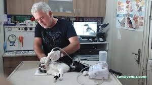 Alın Pet Veteriner Kliniği