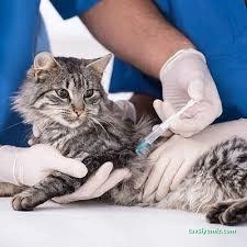 Alın Pet Veteriner Kliniği