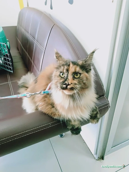 Alya Veteriner Muayenesi