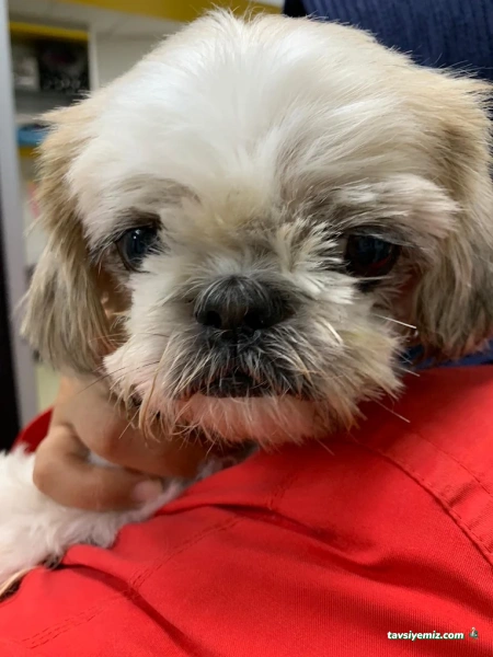 Alya Veteriner Muayenesi