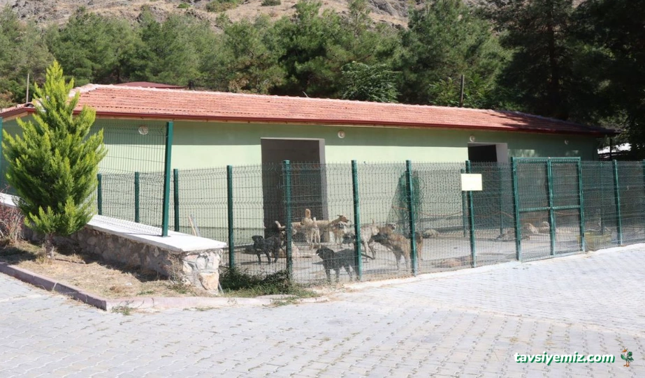 Amasya Hayvan Barınağı