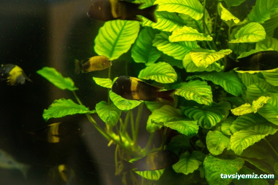 Anadolu Akvaryum Ve Kuş Galerisi