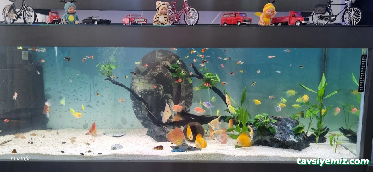 Anadolu Akvaryum Ve Kuş Galerisi