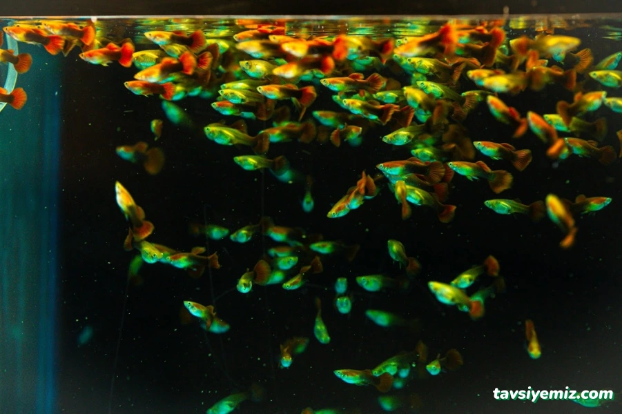 Anadolu Akvaryum Ve Kuş Galerisi