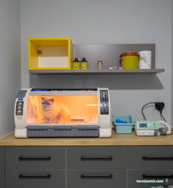 Animals Ocean Veteriner Kliniği