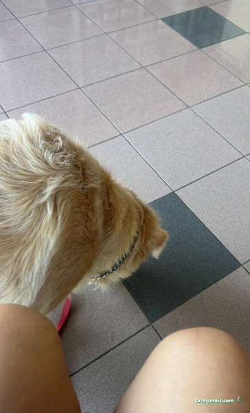 Animaris Veteriner Kliniği