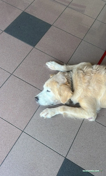 Animaris Veteriner Kliniği