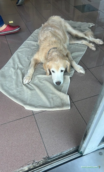 Animaris Veteriner Kliniği