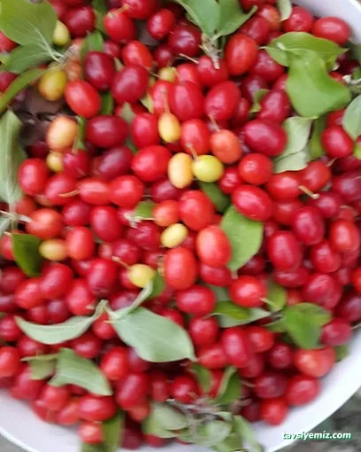 Artvin Yöresel (Kaçkar Şarküteri)