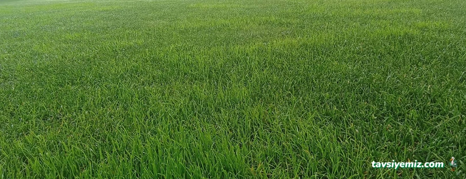 Atagün Peyzaj& Çiçekcilik