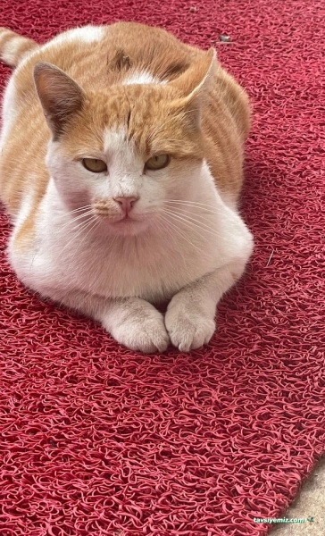 Atakent Veteriner Kliniği / Veteriner /Atakum Samsun