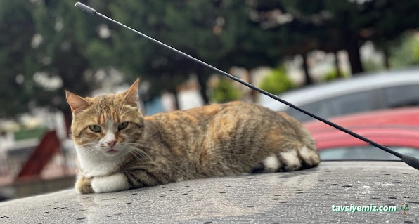 Atakent Veteriner Kliniği / Veteriner /Atakum Samsun