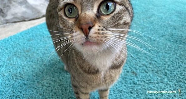 Atakent Veteriner Kliniği / Veteriner /Atakum Samsun